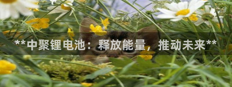 尊龙凯时人生就是搏包装优势：**中聚锂电池：释放能量，推动未来**